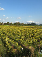 green agricultural field under a clear blue sky. The field is divided into rows of crops, likely planted in a systematic pattern. 