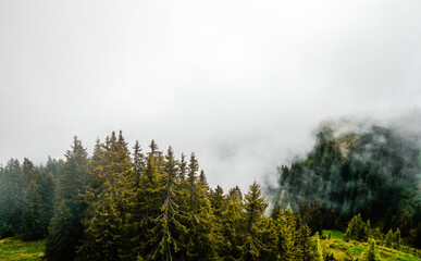 Misty pine forest in the morning