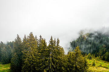Misty pine forest in the morning