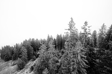 Misty pine forest in the morning