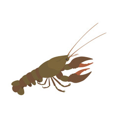 ヨーロッパザリガニ。フラットなベクターイラスト。
Noble crayfish (European crayfish). Flat vector illustration.