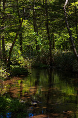 日本の風景・初夏　長野　新緑の上高地　明神池