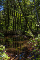 日本の風景・初夏　長野　新緑の上高地　明神池