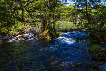Obraz premium 日本の風景・初夏 長野 新緑の上高地 明神池