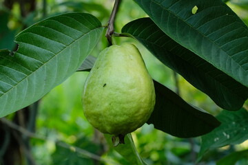 guava on the tree