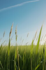 Golden wheat sways gently in the summer breeze, creating a picturesque landscape against a backdrop of blue sky and fluffy clouds