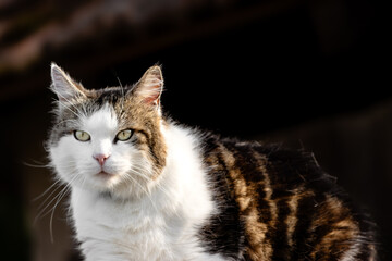 Naklejka premium Portrait d'un chat