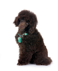 puppy poodle in studio