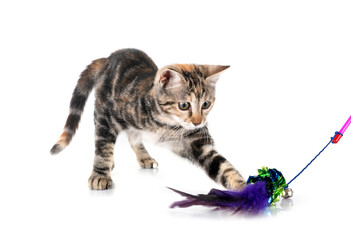 little cat in studio