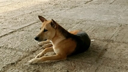 The dog is a domesticated descendant of the wolf. Also called the domestic dog.