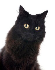 crossbred of maine coon