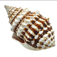 Obraz premium dorned with brown stripes and white seashell isolated on white background 