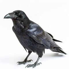 A black carrion crow on a white background 