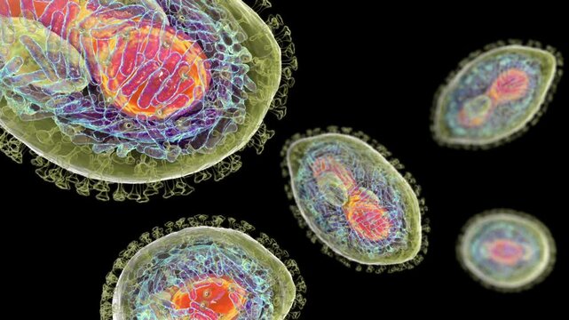 Monkeypox viruses, animation