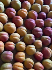apricot