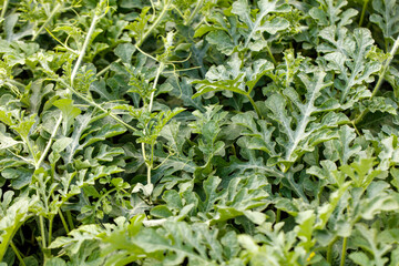 Watermelon plants in nature in early summer