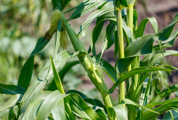 Corn grows in the garden
