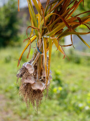 Fresh garlic dries under a canopy