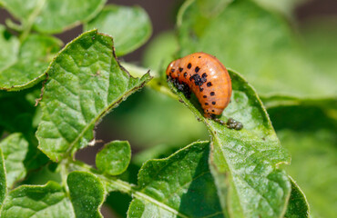 Colorado potato beetle on potato leaves. Close-up