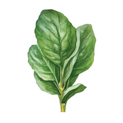 watercolor of Spinach isolated white background