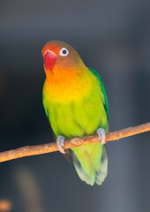 Portrait of a parrot in the zoo