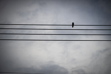 silhouette of a bird standing on the electric line