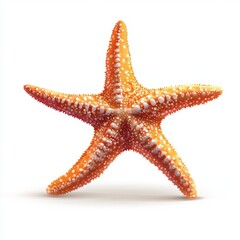 vector graphic of a starfish