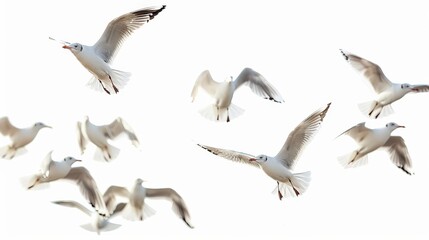 Fototapeta premium Flock of Seagulls. Birds Flying in the Sky Isolated on White Background