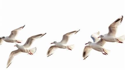 Obraz premium Flock of Seagulls. Flying Birds in the Sky Isolated on White Background