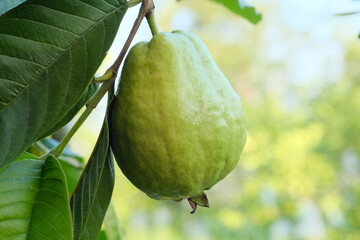 guava on tree