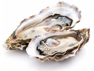 Fresh Opened Oyster: Shell of the Sea Isolated on White Background