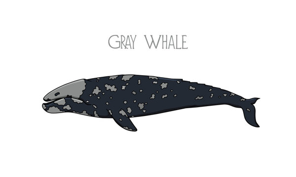 Vector illustration of a hand drawn gorgious gray whale. Beautiful ink drawing, heavy contour. Perfect design elements, marine animal illustration
