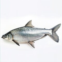 Fototapeta premium fish on a white