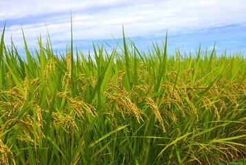 日本の田園風景　実りの秋