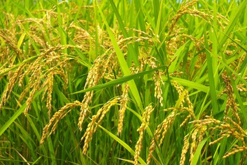 日本の田園風景　実りの秋