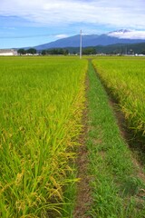 日本の田園風景　実りの秋
