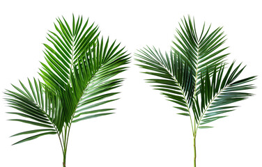Obraz premium Vibrant green palm leaves showcasing tropical beauty and freshness, perfect for backgrounds and nature-themed designs.