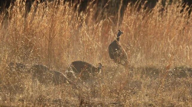 Helmeted Guineafowl forages in dusty dry grass landscape, golden hour backlight