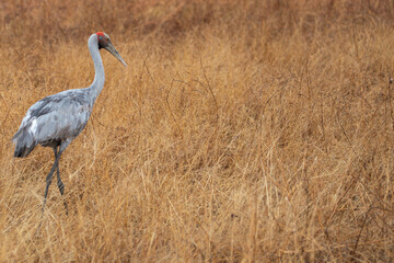 Fototapeta premium An Australian crane (Antigone rubicunda) also known as a Brolga. Tropical North Queensland.