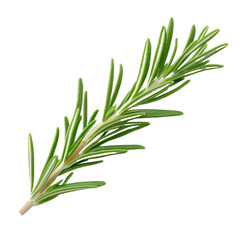 Fototapeta premium Fresh rosemary sprig with green needle-like leaves isolated on white background. Ideal for culinary, herbal, and medicinal uses.