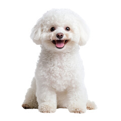 Happy white fluffy dog sitting against white background. Adorable pet with a joyful expression. Perfect for animal-themed projects.