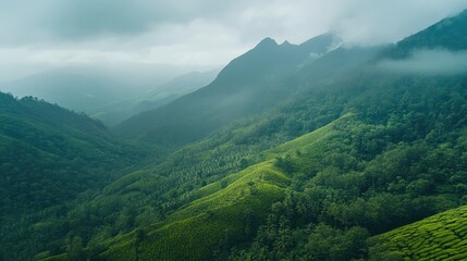 Fototapeta premium Top view of the lush greenery and tea gardens of Munnar, Kerala, set against misty mountain peaks. No people.