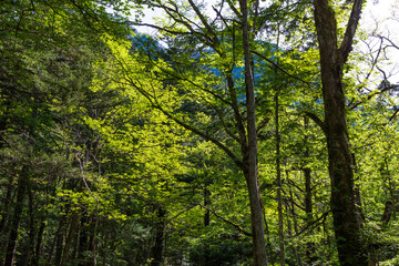 Obraz premium 日本の風景・初夏 長野 新緑の上高地