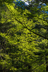 日本の風景・初夏　長野　新緑の上高地