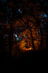 Fototapeta premium Night with a flame in forest . Summer night landscape , mystery forest , woodlands in red fire . Camping at night . Lights through the trees 