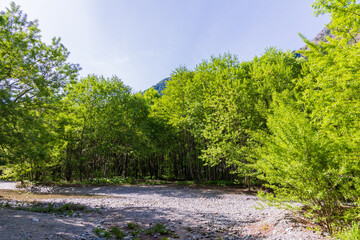 日本の風景・初夏　長野　新緑の上高地
