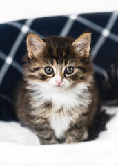 Portrait of adorable gray kitten in a laundry basket against a checkered blue blanket. Adorable indoor feline pet.