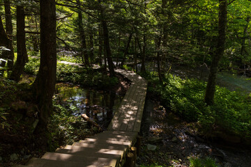 日本の風景・初夏 長野 新緑の上高地