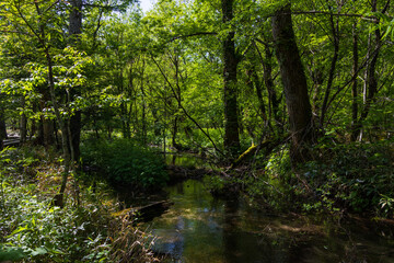 Fototapeta premium 日本の風景・初夏 長野 新緑の上高地