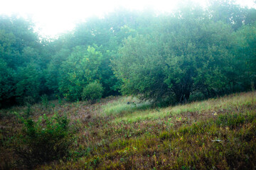 Forest landscape , field near the woodlands. Green grass and green field , summer morning , sunrise , foggy morning , blue sky , green trees . Misty weather